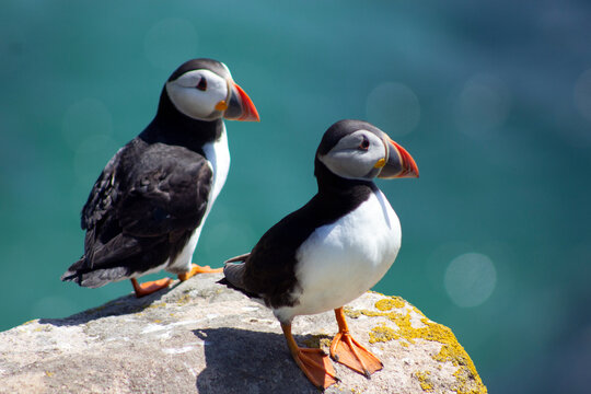 atlantic puffins