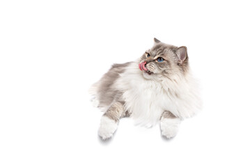 Ragdoll cat lying down isolated kiss and tongue out on white studio backgroundcopy space