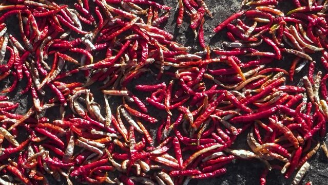 A close up shot of dried red long chillies. Chili spur pepper. Red Kashmiri Mirch. Uttarakzhand India.