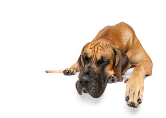 Great Dane dog portrait lying down isolated on white studio background sleeping 