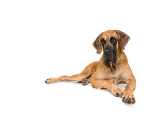 Large breed Great Dane lying isolated on white studio background copy space portrait 
