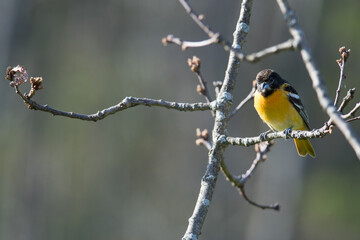 Baltimore Oriole female perched in a tree during spring in New York