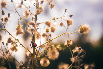 grass in the morning