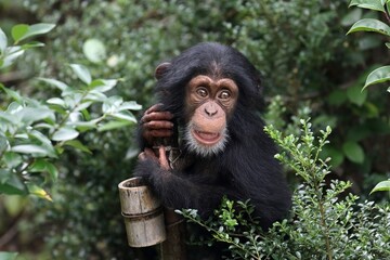 見上げるチンパンジーの子供