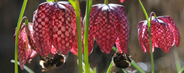 Schachblume (Fritillaria meleagris) oder Schachbrettblume, Blüten, Panorama 