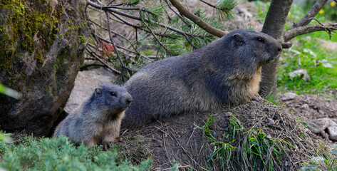 Naklejka na ściany i meble Murmeltiere (Marmota marmota) Muttertier mit Jungem vor Bau, Panorama 
