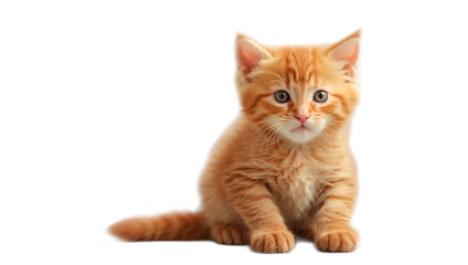 Cute red  fluffy kitten isolated on white background