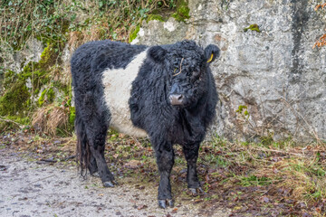 Belted Galloway Cows at Malham Tarn House