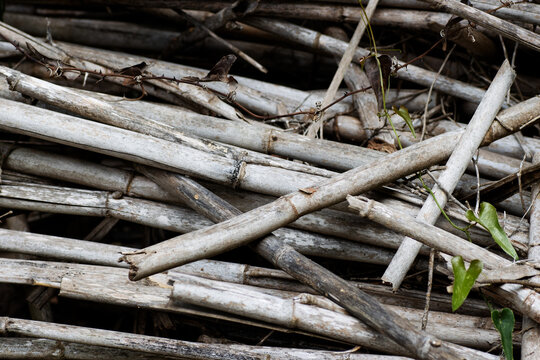 cut Giant cane or Elephant grass, or Spanish cane or wild cane (Arundo donax) washed up into piles