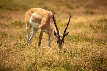 Antilope