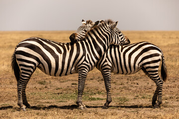 Fototapeta premium Zebra