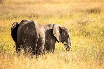 Elefant
