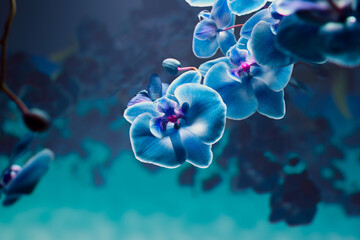 Exquisite Blue Orchid Blossoms Against Softly Blurred Bokeh Backdrop