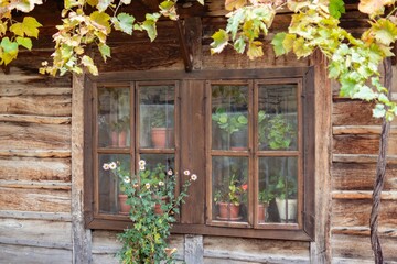 Fototapeta na wymiar Wooden windows with pots with flowers behind the glass and autumn vine plant climbing on the wooden timber wall. Ornament of old traditional Bulgarian house, typical old time rural architecture style 