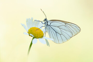 A black-veined white butterfly resting on a daisy on a yellow natural background seen from the side
