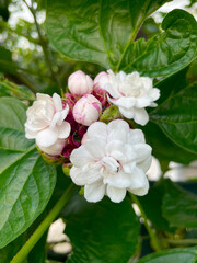 Obraz na płótnie Canvas Glory Bower (Clerodendrum chinense) or pink clerodendrum, Burma cone head, Lady Nugent rose. Blooming Clerodendrum rose flower (Clerodendrum fragrans) in the Greek garden.