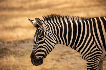 Zebra © Peter