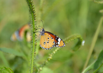 close up butterfly on green grass
