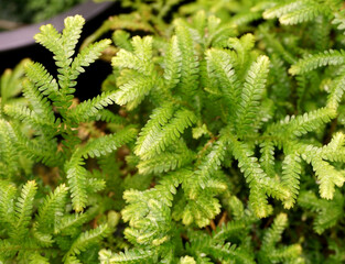 Selaginella wallichii or Spike Moss in the garden, green leaf fern for home and garden decoration, beautiful ornamental tropical plant for garden decor