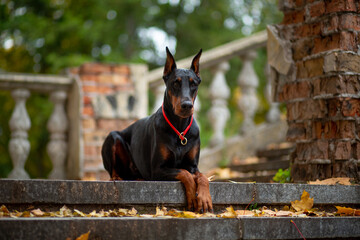 Doberman Pinscher sits among pumpkins decorated for Halloween against the background of an old...