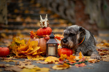Gray Schnauzer lies against the backdrop of Halloween decorations with orange pumpkins, a lantern...