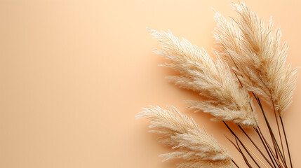 Dry branches of fluffy pampas grass on a beige background. Banner, side view, space for text. - obrazy, fototapety, plakaty