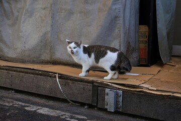 路地裏の野良猫 - obrazy, fototapety, plakaty