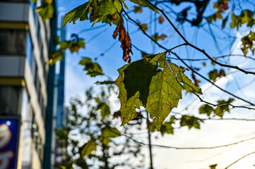 寒空に見上げる一枚の葉