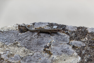 lizard on rock