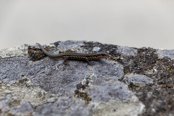lizard on rock