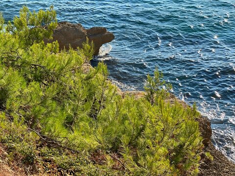 Pine tree on sea shore
