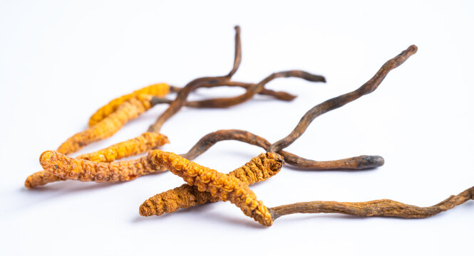 Cordyceps or Ophiocordyceps sinensis mushroom herb is fungus for used as medicine on white background.