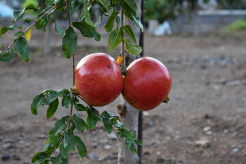 pomegranate fruit