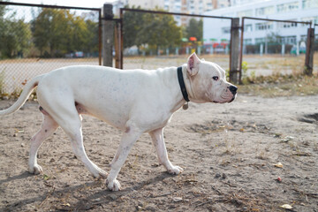 Obraz na płótnie Canvas look of an white Argentine bulldog, big dog in park.