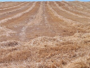 Typical dry Extremadura landscape in the summer season