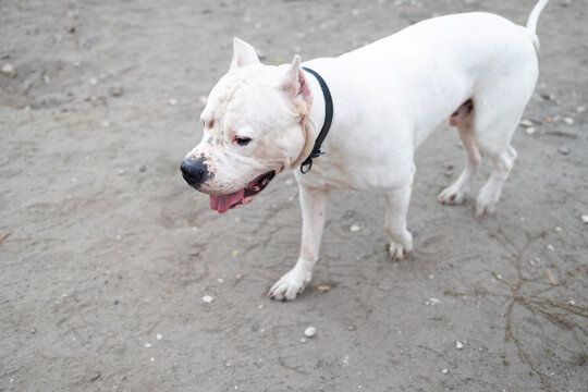 look of an white Argentine bulldog, big dog in park.