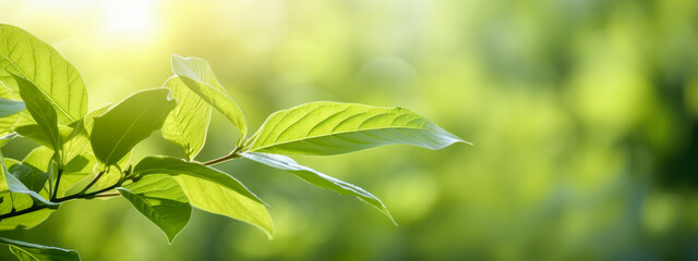 Obraz premium Nature background, Blurred bokeh: Close-Up with Copy Space