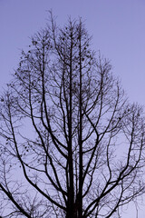 冬の公園の樹木のシルエット