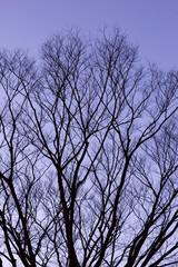 冬の公園の樹木のシルエット