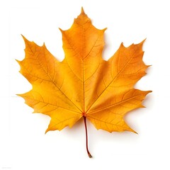 Autumn maple leaf isolated on white background. Top view