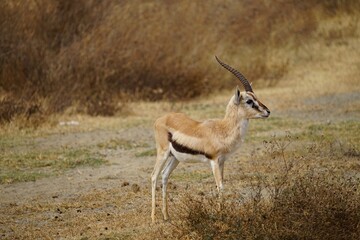 Naklejka na ściany i meble african wildlife, Thompson gazelle