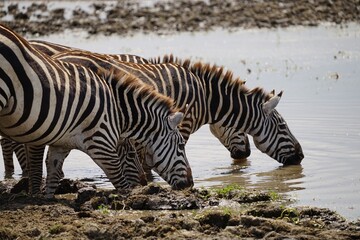 Fototapeta na wymiar african wildlife, zebras, water
