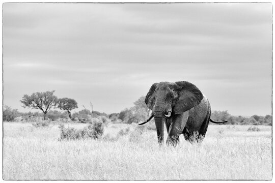 elefante a satara