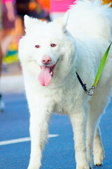 Happy white fur dog walking on the street