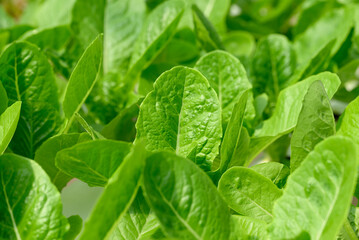 Hydroponics vegetables plant (lettuce) growing in greenhouse