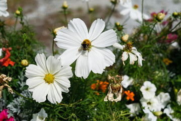 Pure White Bipinnatus Sensation Cosmos Flower