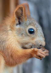 Portrait of a squirrel in nature
