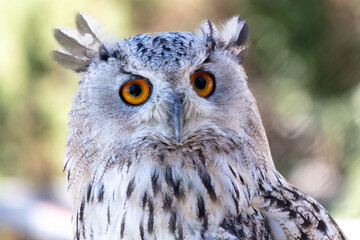 Portrait of an owl in the zoo
