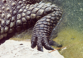 Close-up of a crocodile's paw