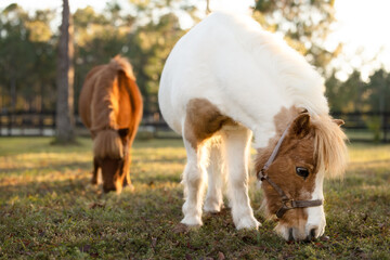 Miniature horse grazing in the sunlight.